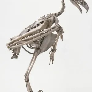 Wedge-tailed Eagle Skeleton Print Wedge-tailed Eagle Skeleton Print