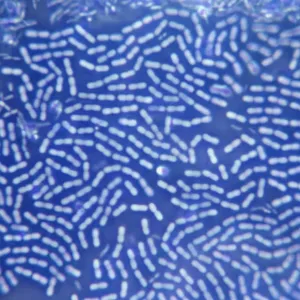 Bacteria Colony Microscope Print Bacteria Colony Microscope Print