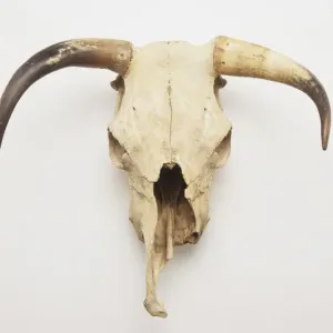 Longhorn Skull Print Longhorn Skull Print