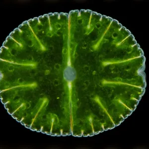 A microscope image of a desmid A microscope image of a desmid