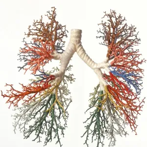 Bronchial Tree Model Print Bronchial Tree Model Print