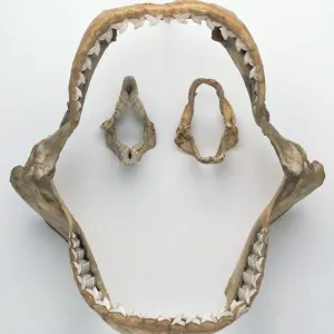 Tiger Shark Jaw Print Tiger Shark Jaw Print
