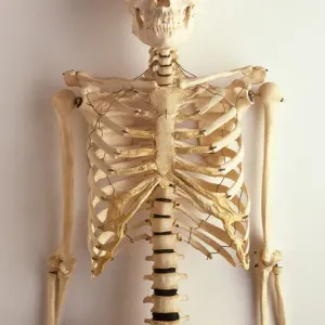 Front View Human Skeleton Print Front View Human Skeleton Print