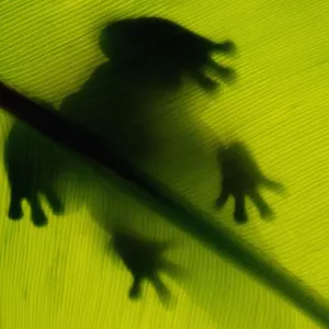 Sombra de rana hoja verde. Sombra de rana hoja verde.