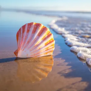 Focussed Shell Beach Mornings Print Focussed Shell Beach Mornings Print
