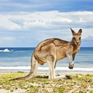 Kangaroo Beach Print
