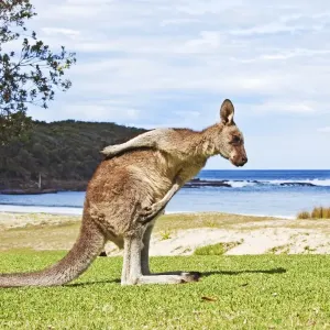 Kangaroo Beach Print