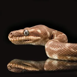 Close up of the head of a brown python Close up of the head of a brown python