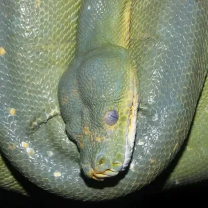 Green Tree Python Print (Morelia viridis) Green Tree Python Print (Morelia viridis)
