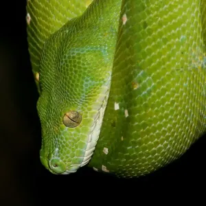 Green Tree Python Green Tree Python