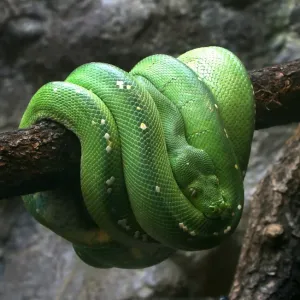 Green Tree Python Green Tree Python