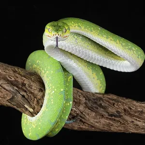 Green tree python Green tree python