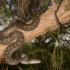 Murray Darling Carpet Python Murray Darling Carpet Python