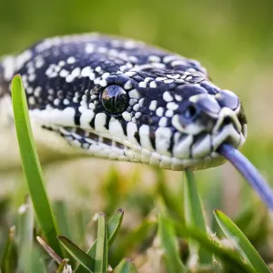 Print of a Diamond Python on Grass in Sydney Print of a Diamond Python on Grass in Sydney
