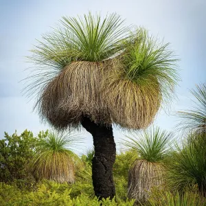 Arbol de hierba Arbol de hierba