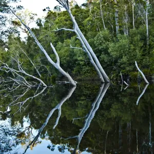 Reflejo del río. Reflejo del río.