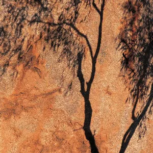 Drucke von Eine Sammlung von Bildern, die Australiens vielfältige natürliche Lebensräume von alpinen Heiden bis zu tropischen Regenwäldern zeigen : Natphotos