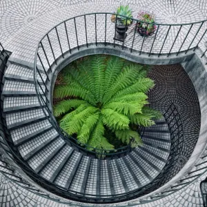 Elephant fern Spiral stairs surround green fern Print Elephant fern Spiral stairs surround green fern Print