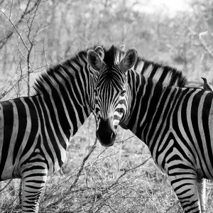 Optical Illusion Zebra Print 578968723 Optical Art Optical Illusion Zebra Print 578968723 Optical Art