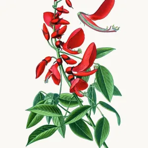 Fine Art Print of Cockspur Coral Tree (1897)