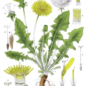Dandelion Medicinal Plant Print Dandelion Medicinal Plant Print