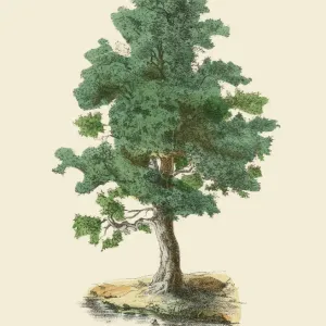 Rare 1886 Victorian Botanical Print of Maple Tree (Acer)