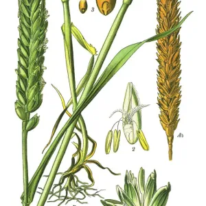 Ilustración de Trigo Pan en una Tienda de Arte Fino, Imagen del Escaneo de 1892 Ilustración de Trigo Pan en una Tienda de Arte Fino, Imagen del Escaneo de 1892