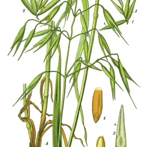 avena común avena común