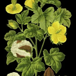 Algodón de Levant. Algodón de Levant.