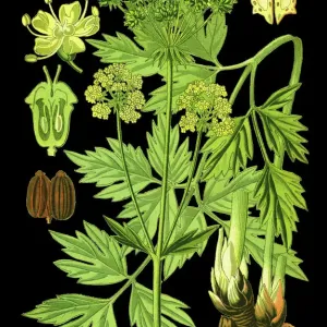 Lovage Lovage