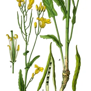 Rapeseed Rapeseed