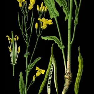 Rapeseed Rapeseed