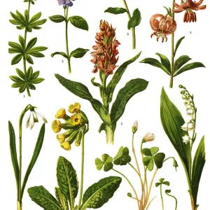 Ilustraciones Botánicas de Plantas Medicinales y Herbales del 1893 Ilustraciones Botánicas de Plantas Medicinales y Herbales del 1893