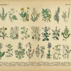 Rare 1886 Victorian Botanical Print of Medicinal Plants