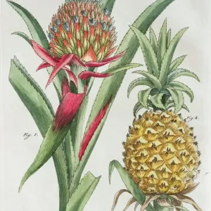 Exotic Pineapple Print, Hand-Colored Botanical Illustration