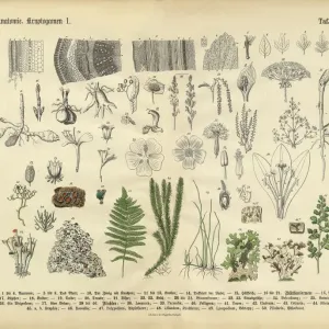Rare 1886 Victorian Botanical Print of Plant Anatomy