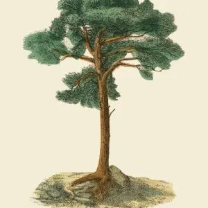 Scotch Pine Tree Print, 1886 Victorian Botanical Engraving