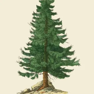 Rare 1886 Victorian Print of Pinus Picea