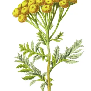 Antique Print of Tansy, Bitter Buttons and Cow Bitter (1893)