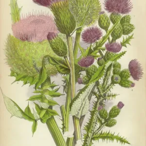 Thistle Print, Victorian Botanical Illustration, 1846