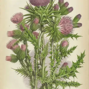 Rare Victorian Thistle Print, 1846 Engraving