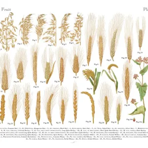 Victorian Botanical Print of Wheat, Rice and Grains (1886)