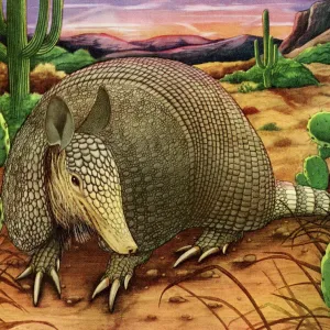 Fine Art Print of Armadillo in the Desert Fine Art Print of Armadillo in the Desert
