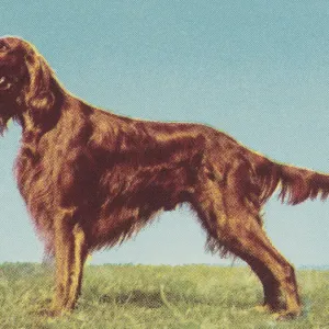 Irish Setter Print: Captivating Art Illustration Irish Setter Print: Captivating Art Illustration