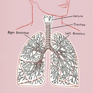 Captivating Art Illustrations - Lung Diagram Print Captivating Art Illustrations - Lung Diagram Print