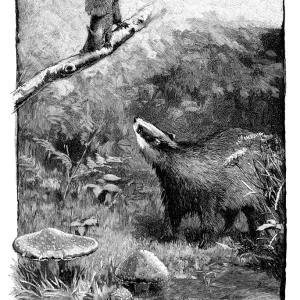 Badger and Squirrel Print - 1888 Engraving Badger and Squirrel Print - 1888 Engraving