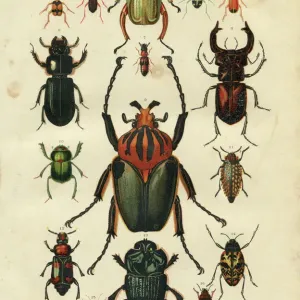 1881 Steel Engraving Beetle Print Illustration 1881 Steel Engraving Beetle Print Illustration