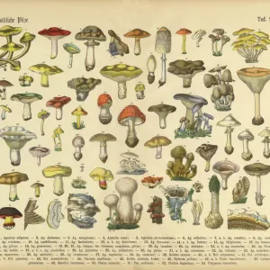 Rare 1886 Victorian Botanical Print of Poisonous Mushrooms