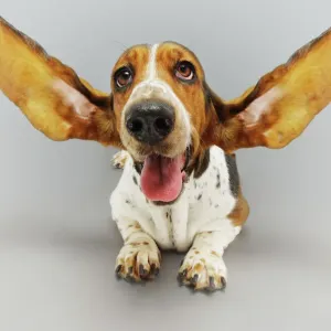 Basset Hound with Outstretched Ears Print