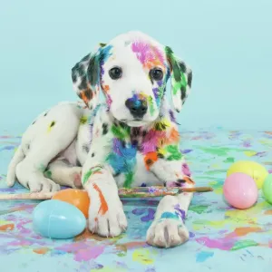 Easter Dalmatian Puppy Print - Funny Animal Art